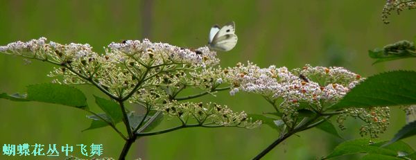 DSC07081.jpg