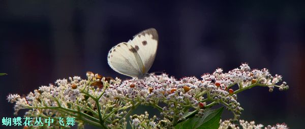 DSC07164.jpg