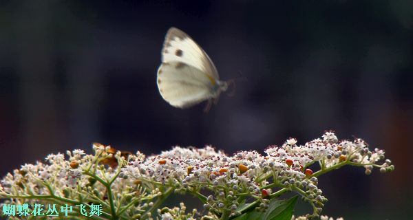 DSC07167.jpg