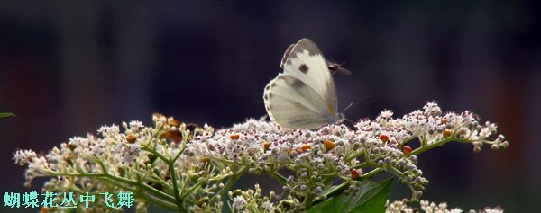 DSC07168.jpg