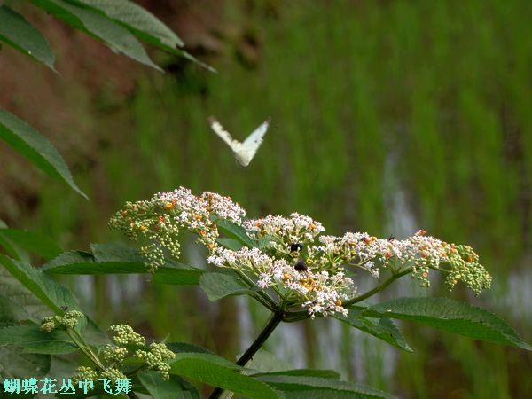 DSC07200.jpg