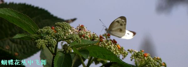 DSC07226.jpg