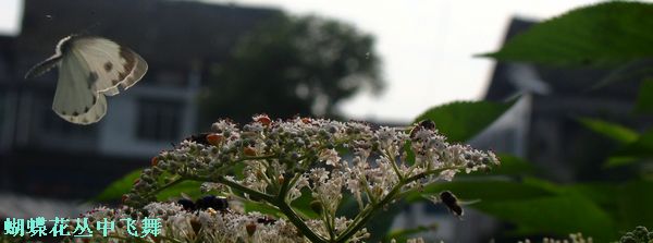 DSC07266.jpg
