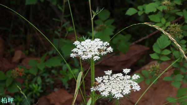 DSC07504.jpg