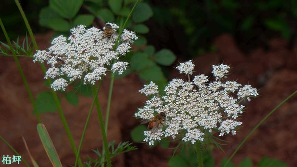 DSC07505.jpg