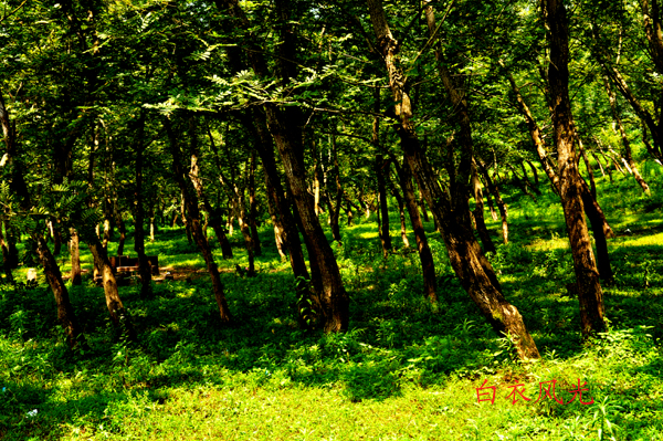 DSC_0925 .jpg