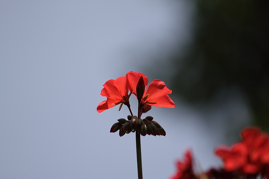 DPP_0028.JPG