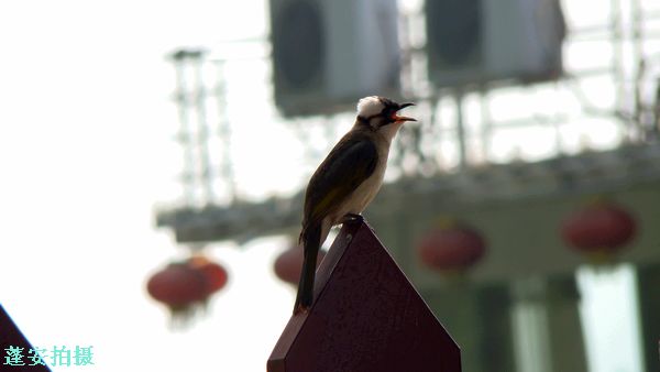 DSC08413.jpg