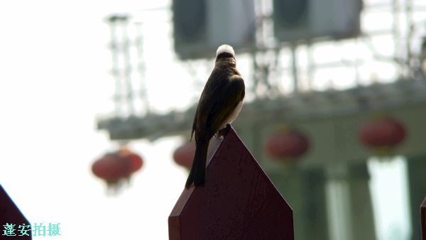 DSC08417.jpg