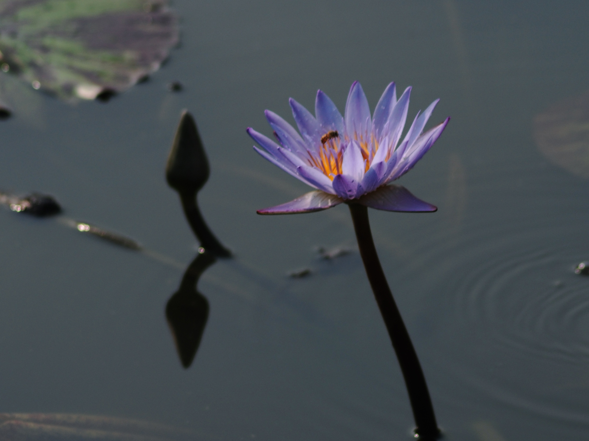DSC_0239.JPG