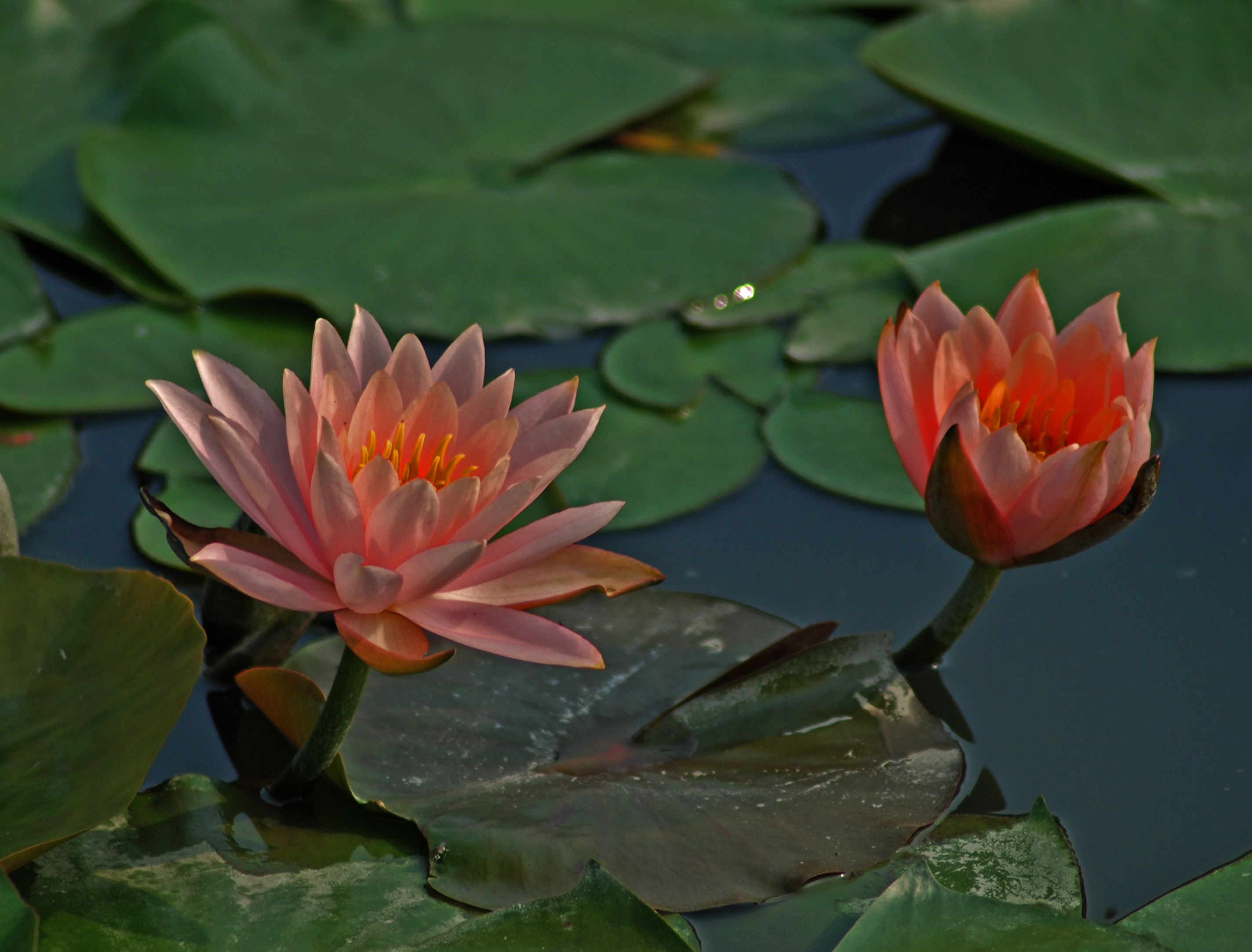 DSC_0280.JPG