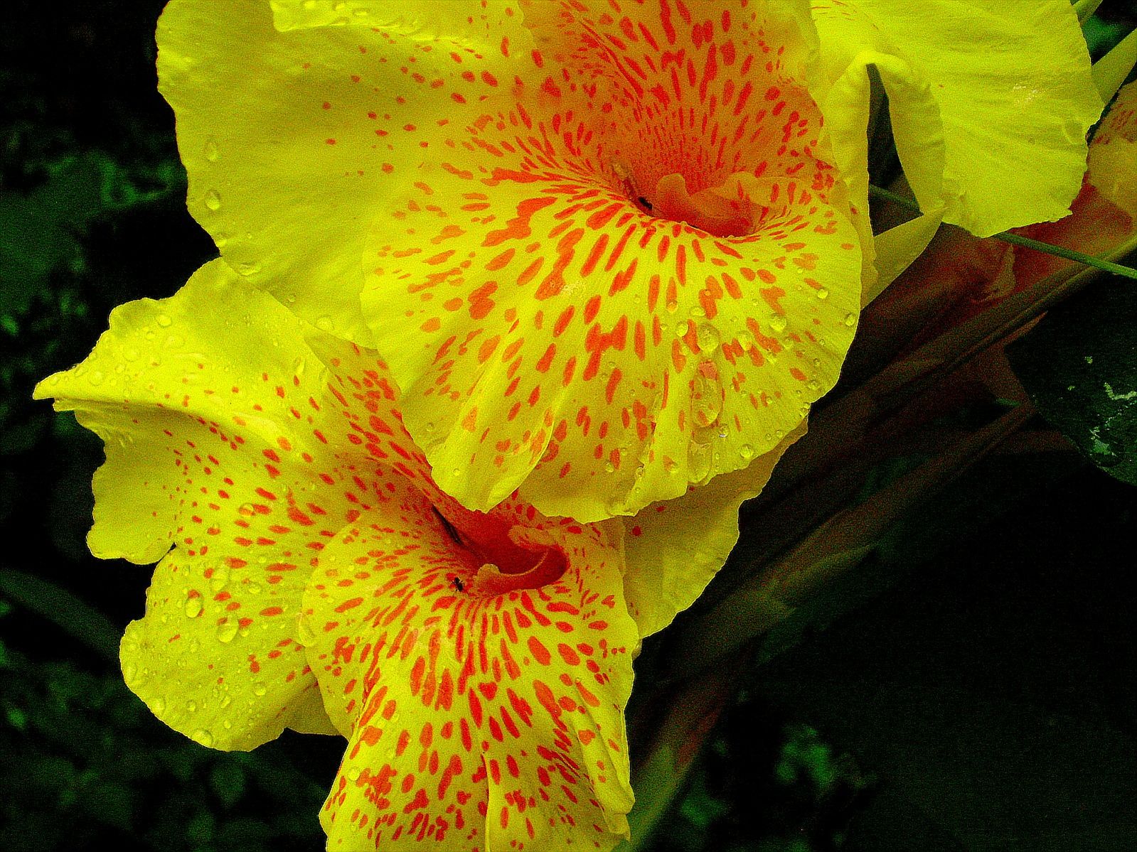 P6260186_.jpg