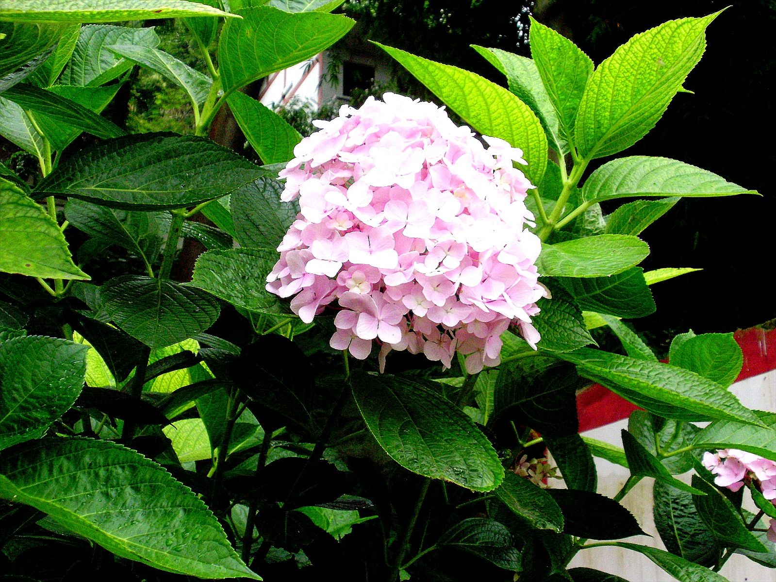 P6260214_.jpg