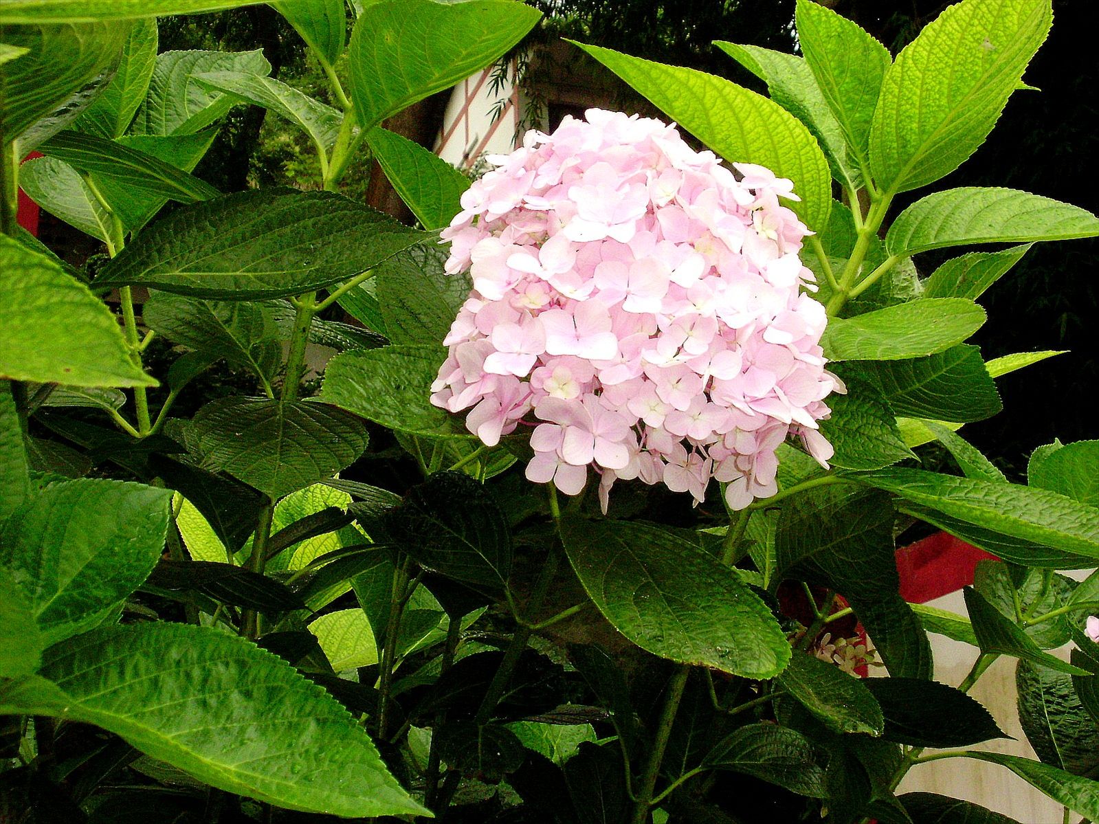 P6260213_.jpg