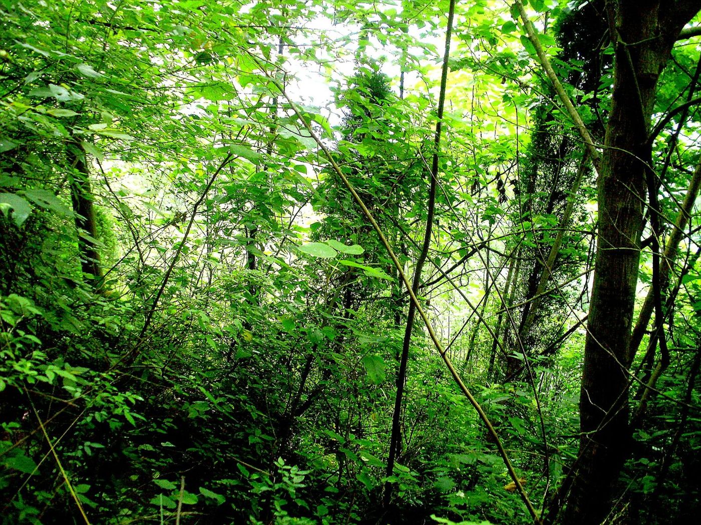 P6260203_.jpg