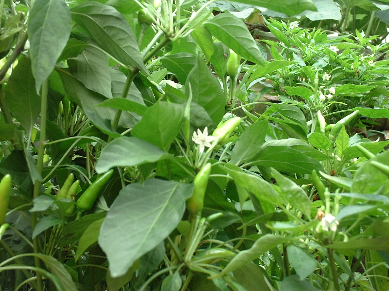 DSCF0087.JPG