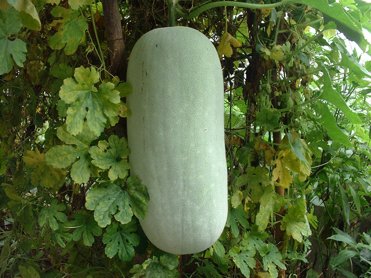 DSCF0208.JPG