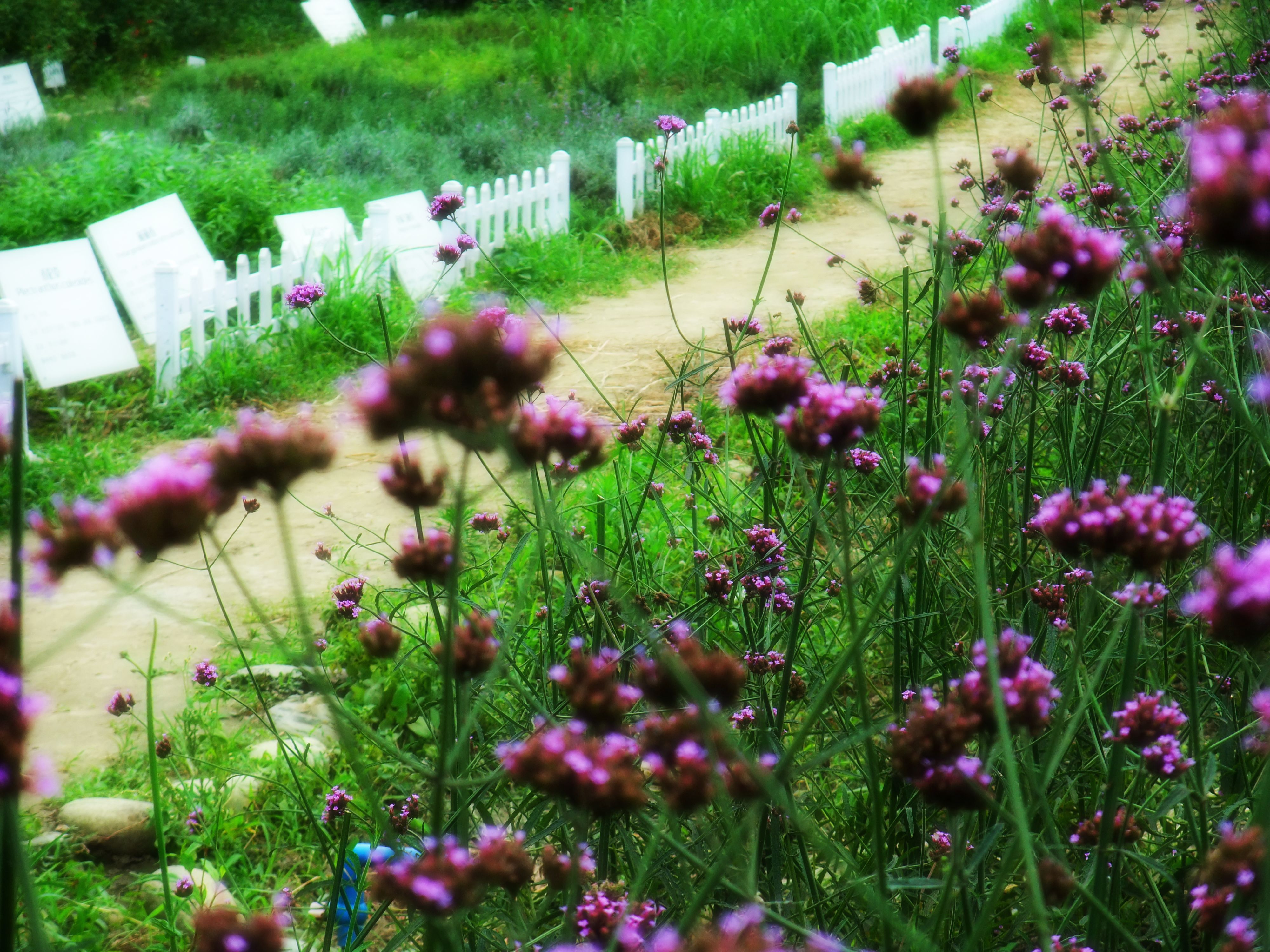 DSCF0743.jpg