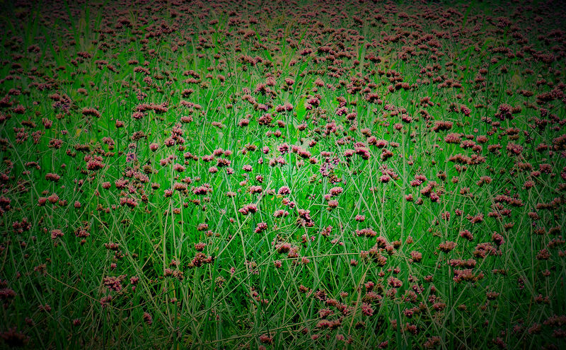 DSCF0645.jpg