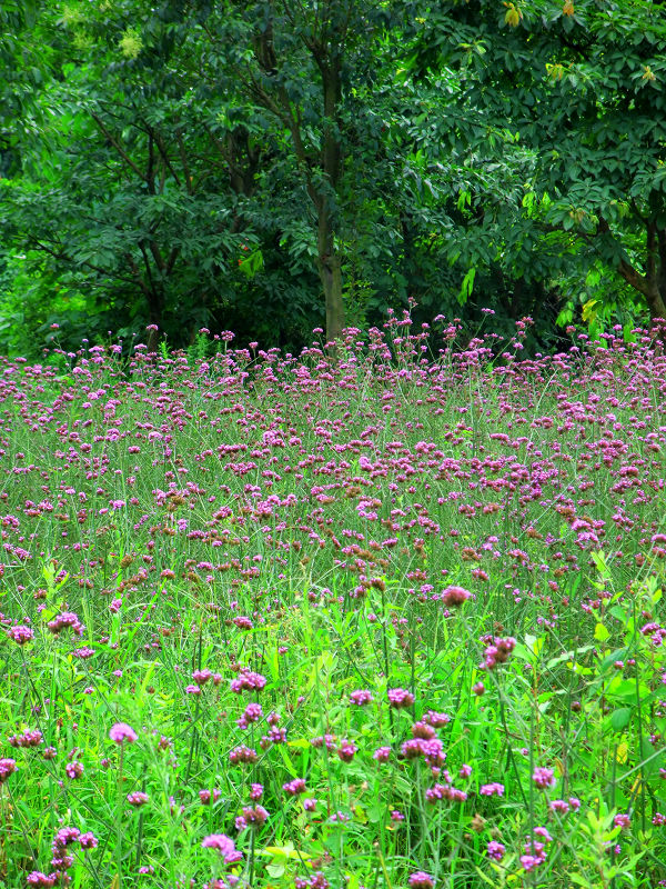 DSCF0651.jpg