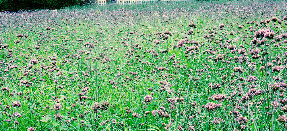 DSCF0667.jpg