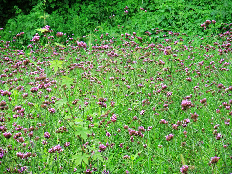 DSCF0723.jpg