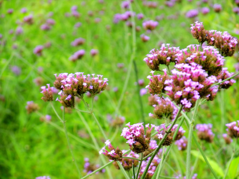 DSCF0724.jpg