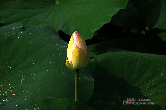 DSC_0156.jpg