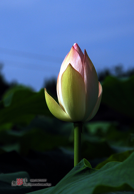 DSC_0186.jpg
