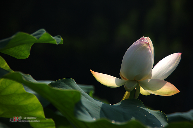 DSC_0203.jpg