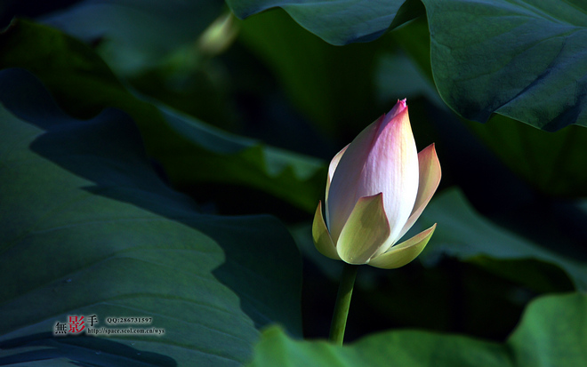 DSC_0501.jpg