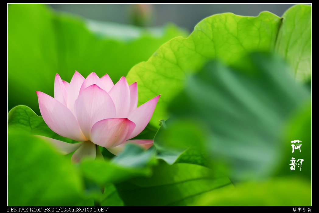 IMGP1556_Ӱ_1.jpg