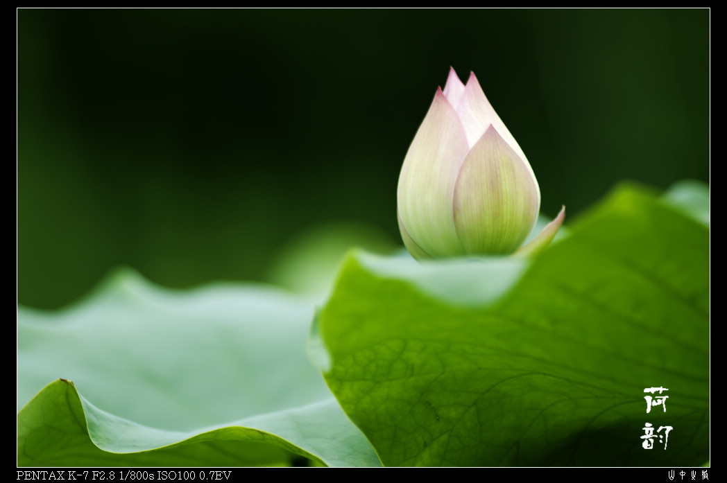 IMGP9184_Ӱ_1.jpg