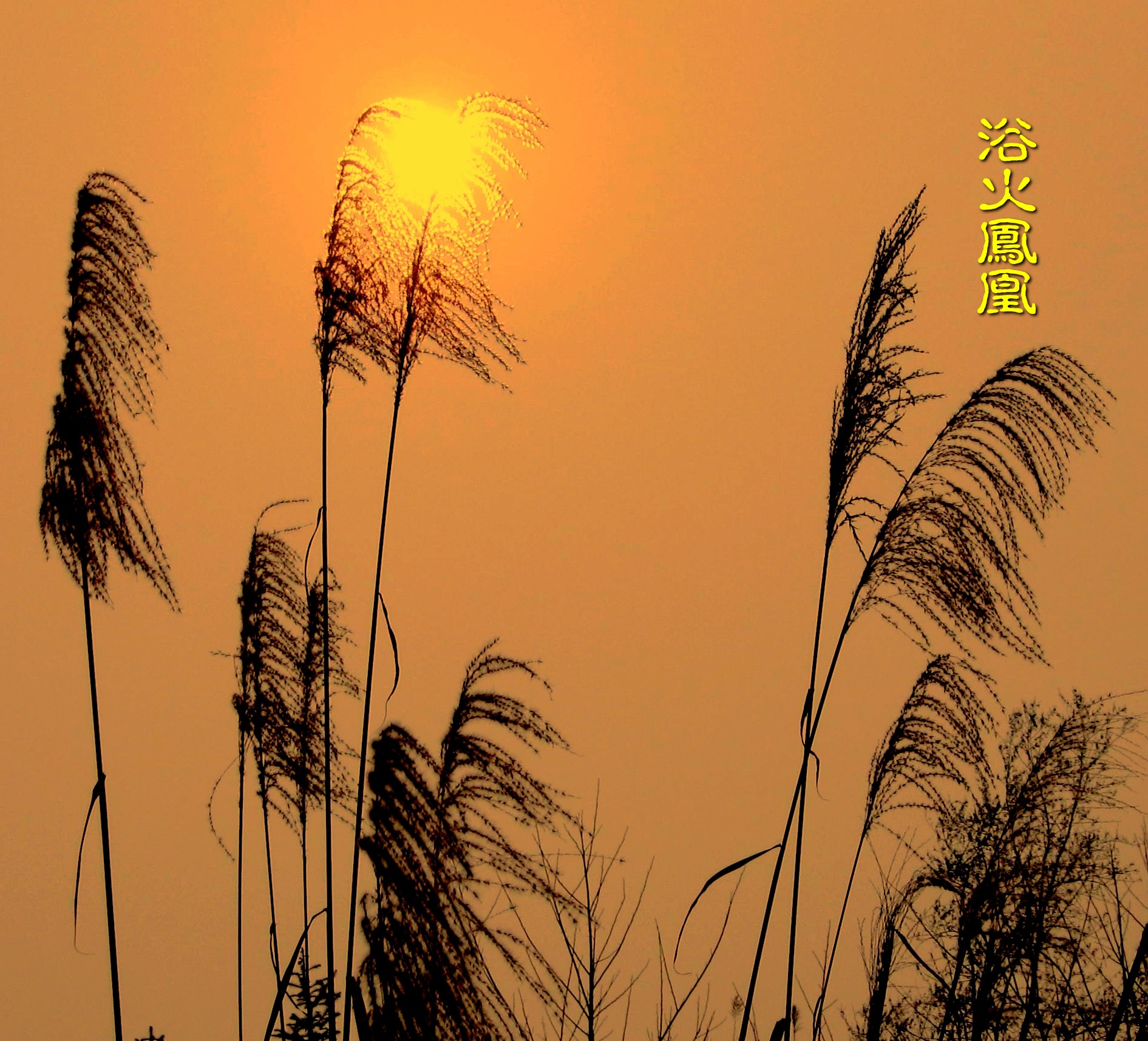 Ƭ 019_conew1.jpg