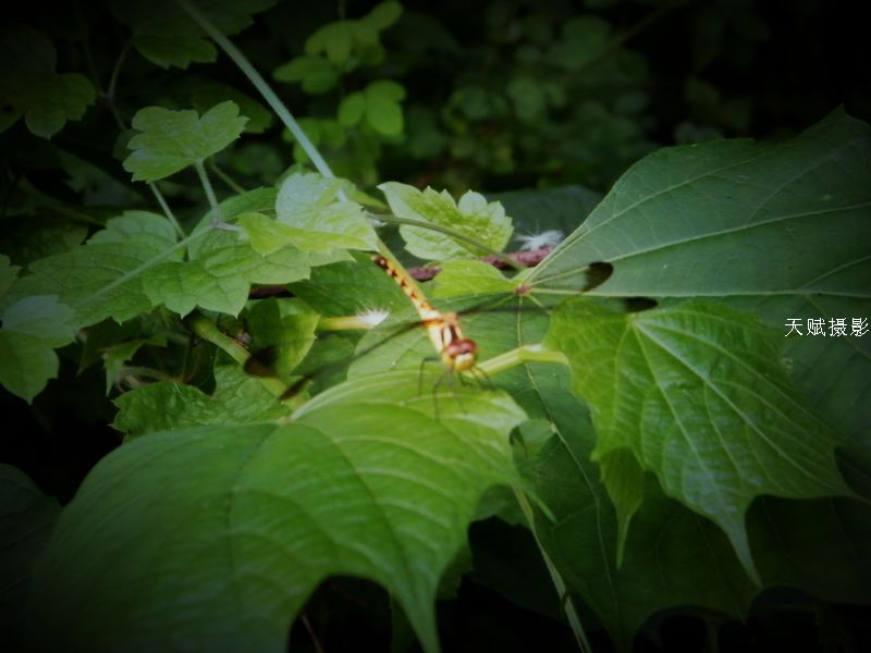 DSCF4308.jpg