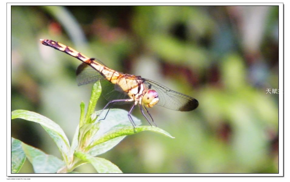 DSCF4309.jpg