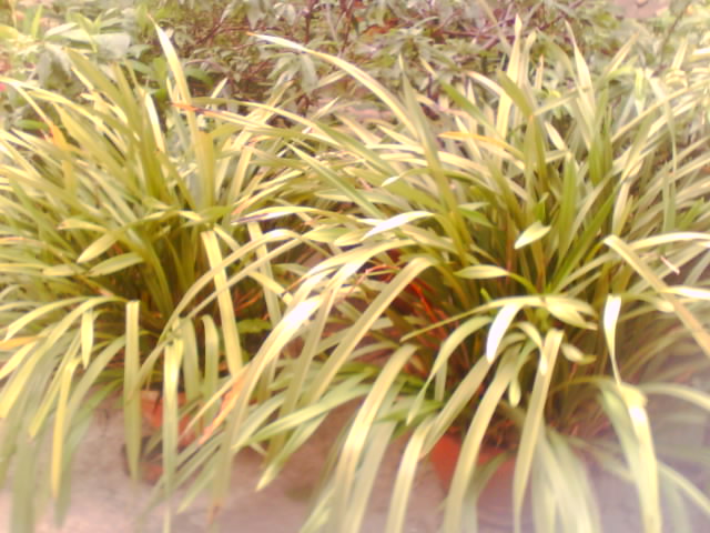 IMG0270A.jpg