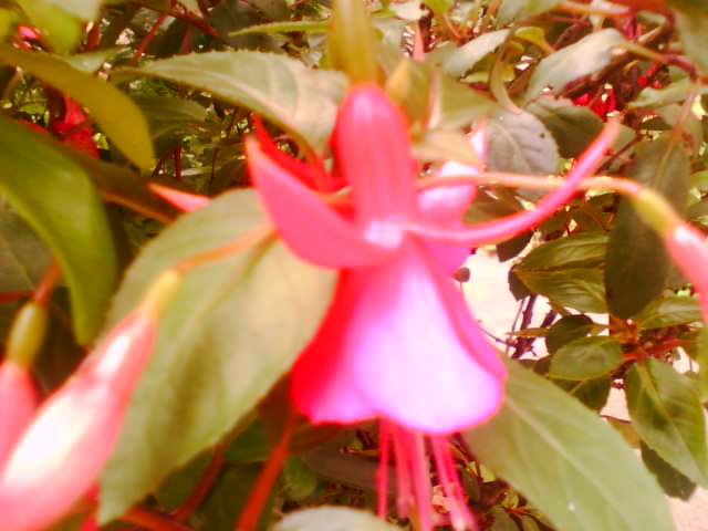 IMG0257A.jpg