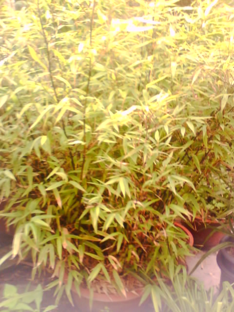 IMG0269A.jpg