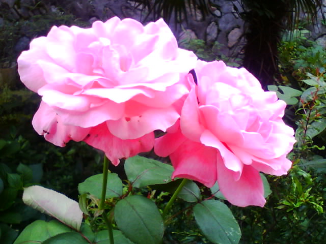 IMG0285A.jpg