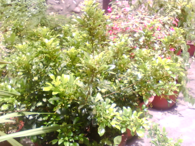 IMG0290A.jpg