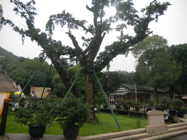 Ƭ 157.jpg
