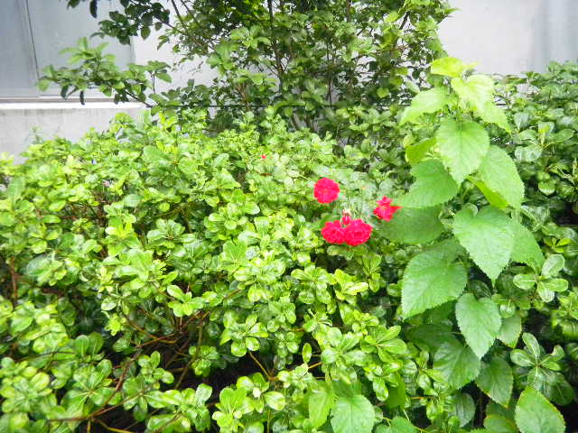 Ƭ 045.jpg