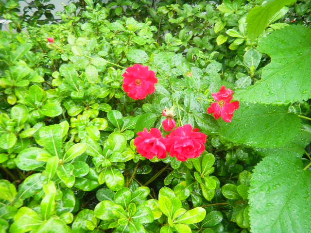 Ƭ 044.jpg