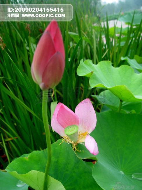 OOOPIC_zhuoyue99_200902043ac8656f4501a718.jpg