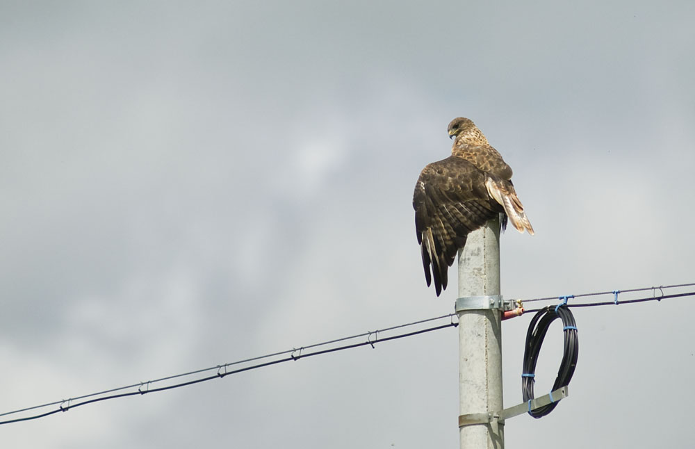 DSC_0184.jpg