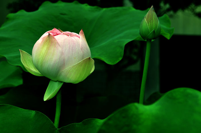 DSC_0378.jpg