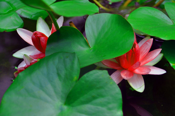 DSC_0390.jpg