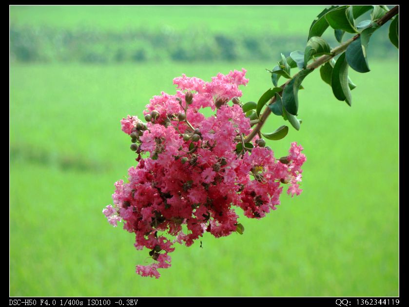 DSC00135.jpg