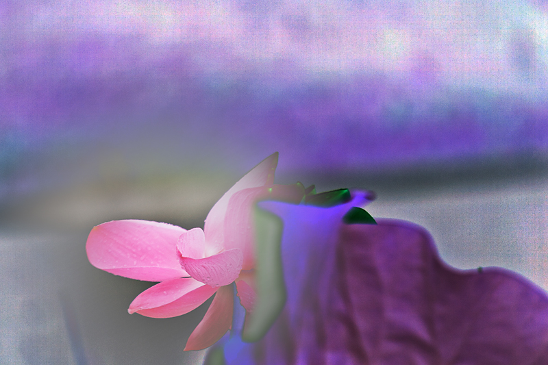_MG_6117.jpg